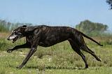 GREYHOUND 115
